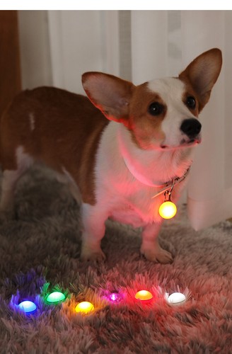 2 Pcs Dog Collar LED Clip-On Pet Safety Light (Random Color) - Picture 2 of 5