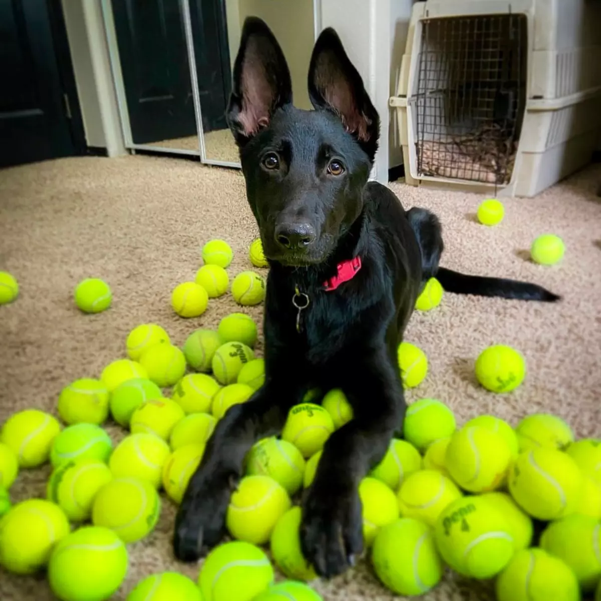 Dog toys with Nike Grind