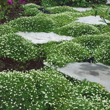Irish Moss Ground Cover Seeds - 10000 Pcs Perennial Low Growing, Mat-Forming Law