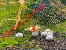 20 Shrimp Ceramic Mineral Balls Bee Balls Approx 5mm Crystal Red Cherry PRL CRS