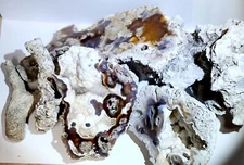 Old Stock Florida Agatized Coral Per 1/2 Lb