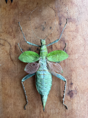 Heteropteryx dilatata, SPREAD Jungle Nymph Weird giant bug | eBay