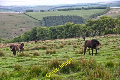 Foto 12x8 West Somerset: Exmoor - Moorlandschaft Codensend Blick über 2014