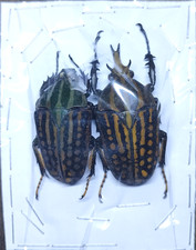 CETONIDAE Chelorrhina savagei - Cameroon - A1 Pair Flower Beetle From Wild ....!