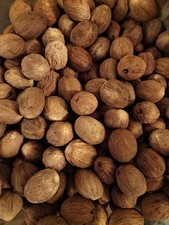 Organic Whole Nutmeg (Myristica fragrans) - Botanical Remedies -