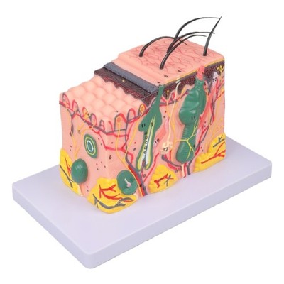 Human Skin Structure Anatomy Model 35/50/70/85X Enlarged Skin Model for Study