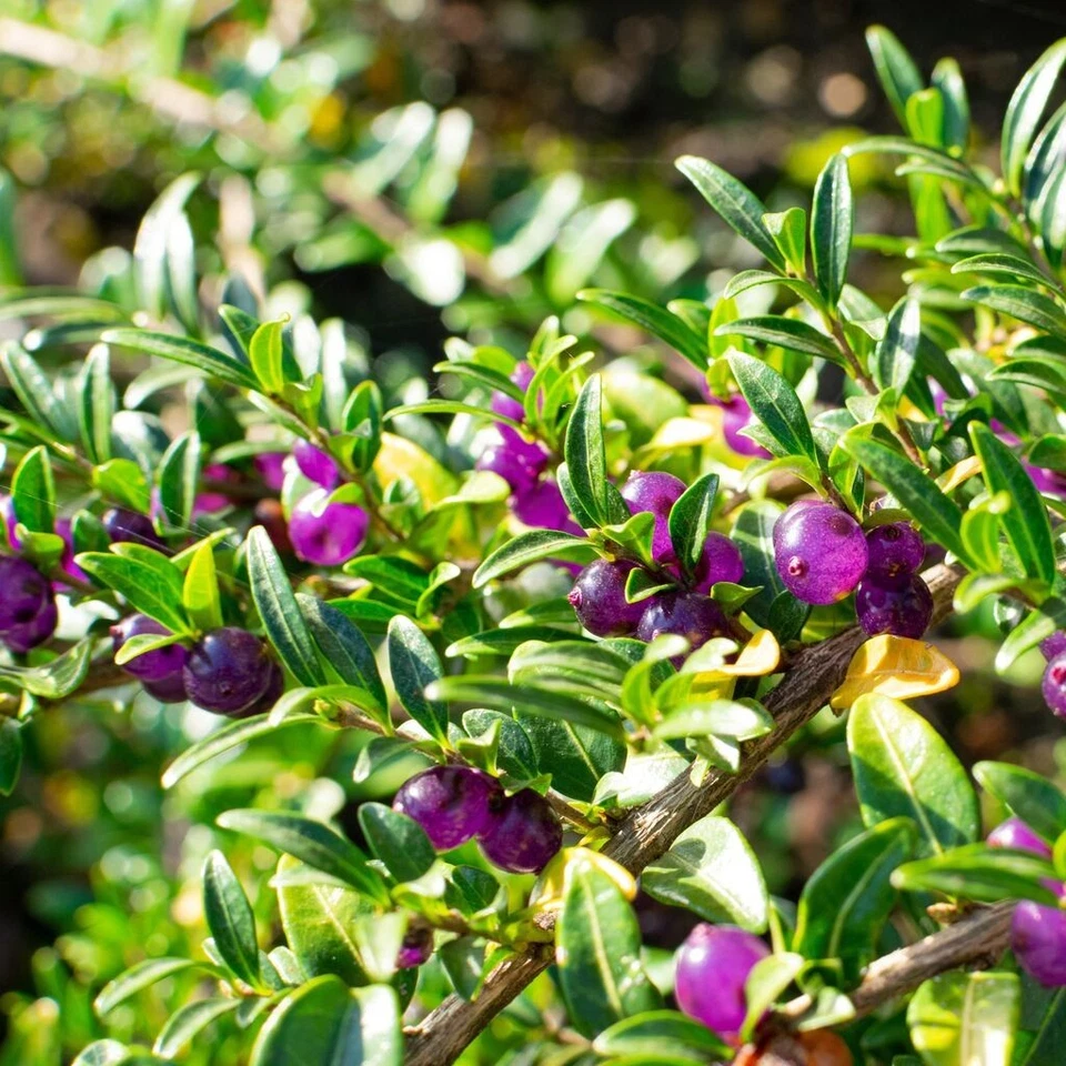 La Lonicera pileata 1L - Resistente alla siccità - Immagine 3 di 3