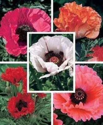 SEEDVILLE USA 1000 MIXED Colors ORIENTAL POPPY Papaver Orientale Flower Seeds