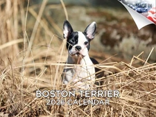 Boston Terrier Dog Breed Calendar 2026 12x18 Made in USA
