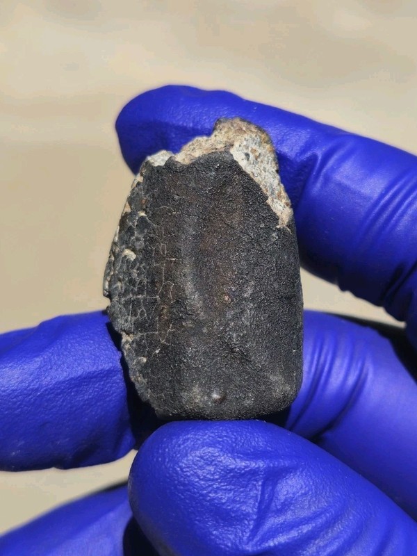 NWA L5 Meteorite 21.570g Fresh Fusion Crusted Individual W0 Provisional
