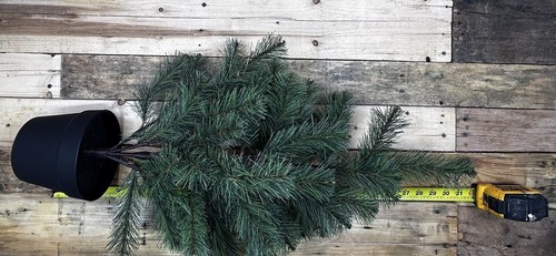 Ikea VINTERFINT artificial potted plant, in/outdoor/ christmas tree green 30” - Picture 5 of 7