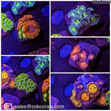 WYSIWYG 5 Pack Lot Zoa Frags Mixed Variety Zoanthid Paly Soft Coral LPS SPS WWC