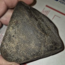 DUNKLEOSTEUS -ARMORED PLACODERM  FISH FOSSILIZED SKULL SECTION ASHTABULA OHIO 