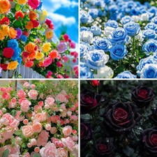 Mix Color Rose Seeds for Planting, 290 pcs Climbing Rose Flower Seeds Plants,...