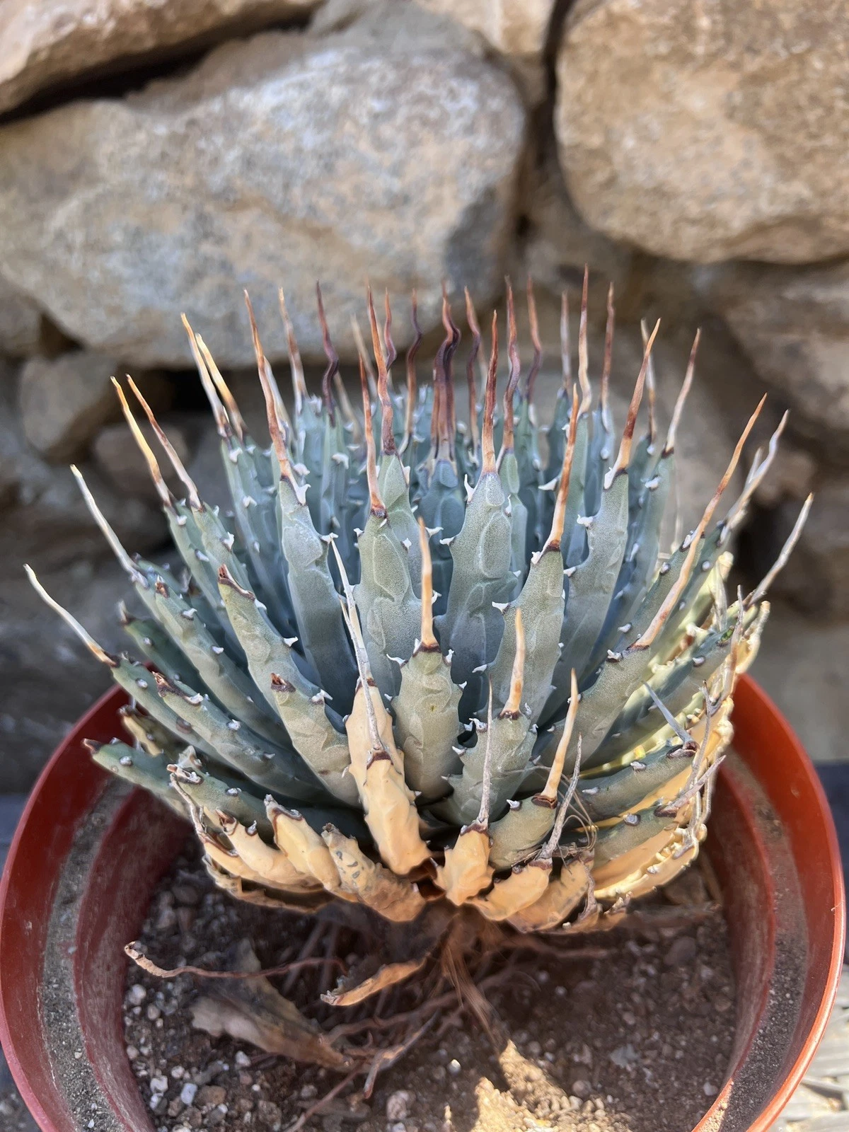 Agave Utahensis var. nevadensis Amazing SPIRAL Thorns!!