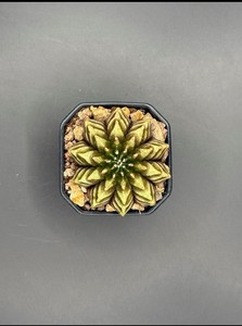 Gymnocalycium Thornless Cactus raro da collezione