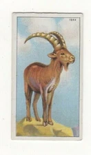 Zoo animal card. #28 Asiatic Ibex