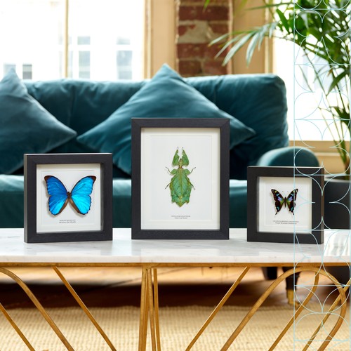 Multi Specimen Hawk-moth Frame (Deilephila elpenor, Hyles gallii & Smerinthus oc - Bild 5 von 8