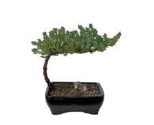 Juniper Bonsai Tree Procumbens Nana 5" Tall Live Plant Small Indoor Outdoor Gift