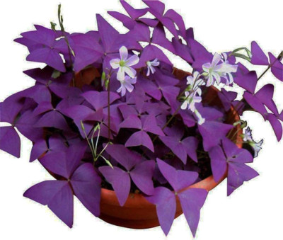 Oxalis Triangularis 10 Bulbs - Purple Shamrocks Lucky Lovely Flowers Bulbs Grows