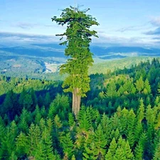 GIANT SEQUOIA SIERRA REDWOOD SEEDS (Sequoiadendron Giganteum) Fast Hardy