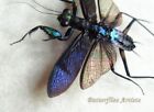Metallic Praying Mantis Metallyticus Splendidus Rare Framed Entomology Shadowbox