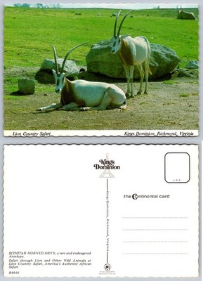 Kings Dominion VA Scimitar Horned Oryx Lion Country Safari Postcard