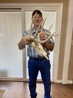 Nice Perfect 123” Wild 8 pointer Whitetail Deer Antler  Horn European skull shed — photo 3