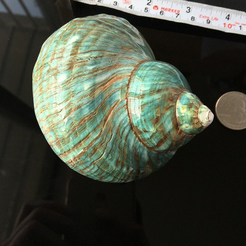 Natürliche Fasciolaria Trapezium gross Top-Qualität echte Muschel Meeresschnecke - Bild 43 von 58
