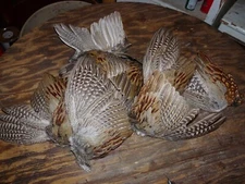 4 Beautiful fanned Pheasant wings  2 PAIRS  for crafts dog training NATIVE FAN