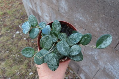 Hoya  Wachsblume  mathilde Splash 1 3.11