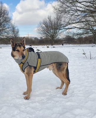 Hundepulli Kevin THERMO von SOFA Dog Wear in Größe L2 (gebraucht)