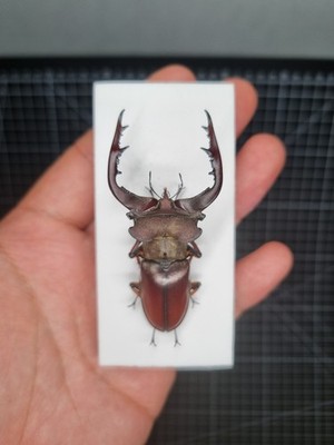 Lucanidae Lucanus Gradivus 62mm A2 From Vietnam   