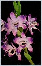 Cartolina Hawaii Dendrobium Nobile Frutteti Orchidee delle Hawaii non spedita