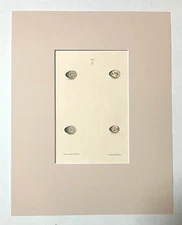 Antique Egg Print, Rev. F O Morris's Natural History, 1867,  Four Eggs,  EUC