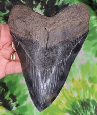 Megalodon Sharks Tooth 6 3/16