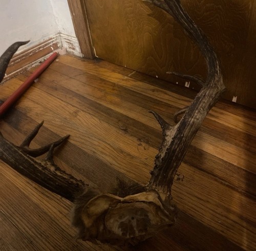 Ten Point Mule Deer Rack | eBay