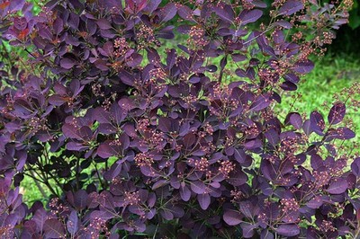 30 PURPLE SMOKE TREE Shrub Smokebush Cotinus Coggygria Rhus Cotinus Sumach  Seeds