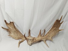 Naturally Shed PAIR of WILD FALLOW DEER ANTLERS ~ EACH ONE 24 INCHES LONG!