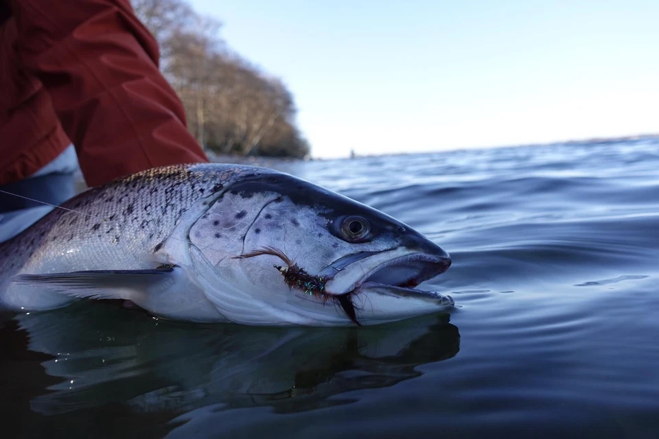 INNO-Bombarda INNO-CLICK-SYSTEM Floating Spirolino Buldo A Bubble - 2 pk - Image 3 of 4