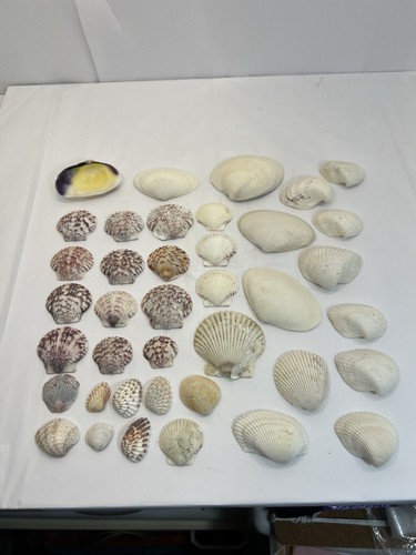 Sea Shell Lot Diff Sizes Gibbous Scallop Cockle Clams Various Colors 30+ Shells