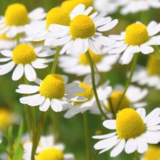 Roman Chamomile Seeds | 2,000 Seeds | Heirloom | Free Shipping | 1153