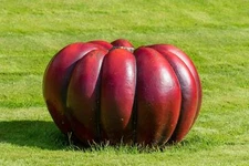 Rouge VIF D'Etampes Pumpkin Seeds for Planting (10 Seeds) - Grow Vivid Red Pumpk