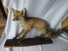 Fuchs Präparat auf massivem Naturholzbrett Körperlänge 50 cm Lunte 30 cm
