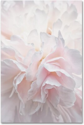Pink Peony Petals IV by Cora Niele 22''x32'' Canvas Wall Art Framed