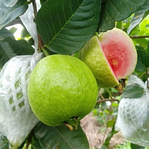 50-300 Semi Di Guava Rosa Psidium Guajava Frutto Biologico Nuovo -- ☆ - Picture 4 of 25