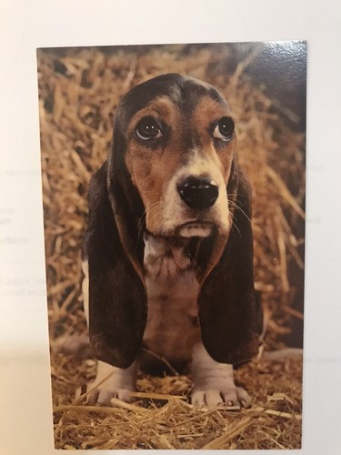 "POSTAL PERRO BEGAL - A DOG GONE TRD SITUATION ""NADIE ME AMA""" - Imagen 5 de 5