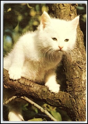 Vtg White Kitten on Tree Branch Cute Cat Animal Planet Verlag Berlin 198... K150