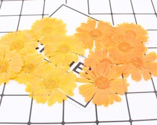 8PCS real Pressed daisy Flower, 2 natural colors for art craft FCD45