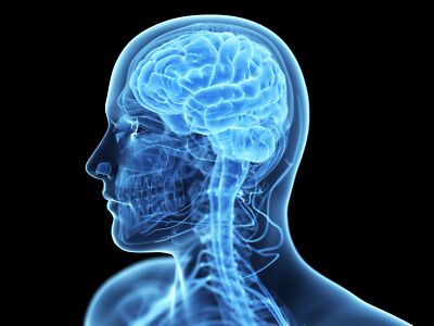 4085.Xray of man's brain, neurological system.POSTER.Home School art decor